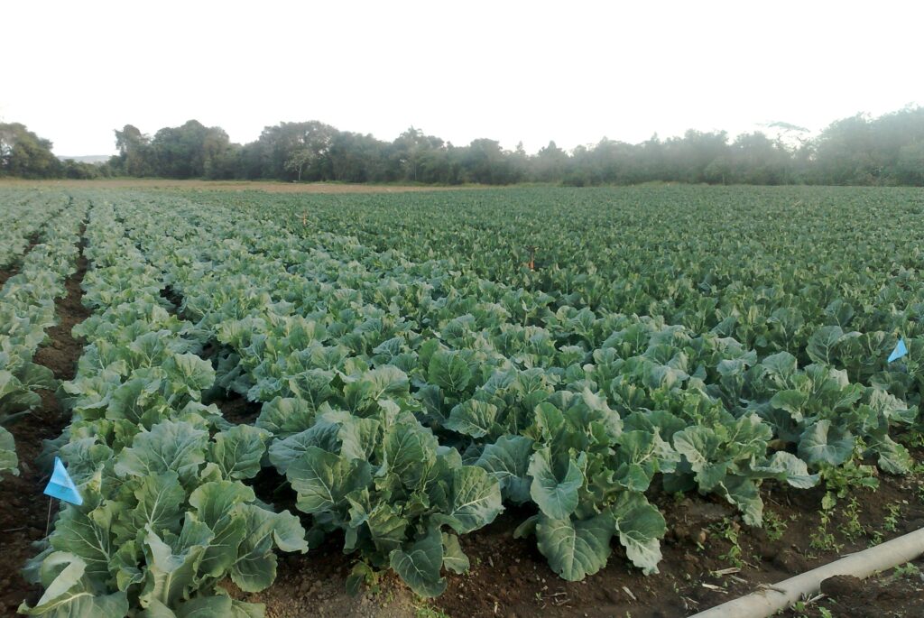 Couve-flor alpina alia resistência e qualidade para atender a demanda por alimentação saudável