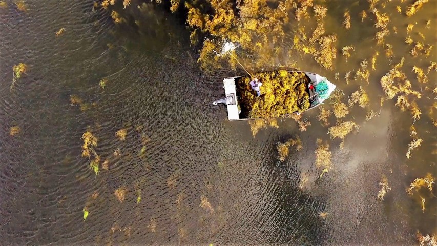 Extrato de algas ajuda plantas a resistirem ao estresse climático, mantendo a produtividade desejada