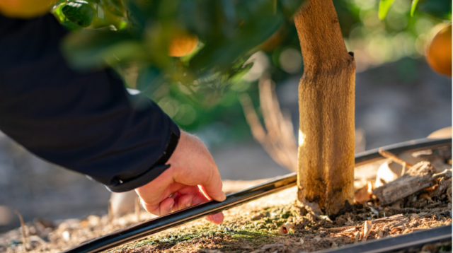 Pomar de laranja com sistema de irrigação por gotejamento e tecnologia de monitoramento no campo durante manejo da citricultura.