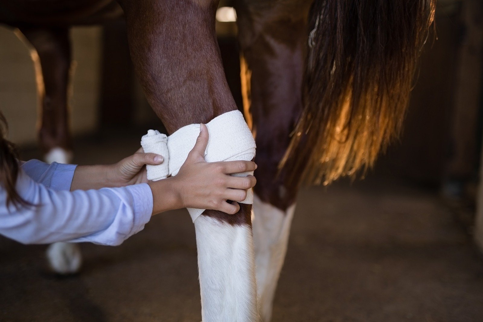 s cuidados com a pele dos cavalos são essenciais para acelerar a recuperação, evitar infecções e garantir o bem-estar animal