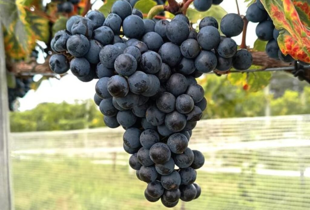 Taças de vinho e vinhedo ao fundo representam o avanço da enologia de precisão na produção de vinhos da Campanha Gaúcha, com uso de tecnologia e monitoramento no campo.