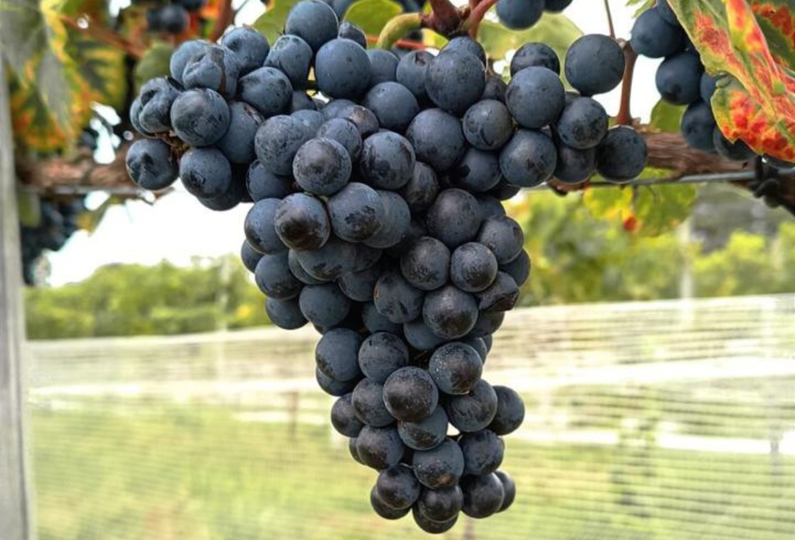 Taças de vinho e vinhedo ao fundo representam o avanço da enologia de precisão na produção de vinhos da Campanha Gaúcha, com uso de tecnologia e monitoramento no campo.