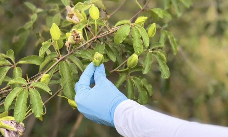 Pesquisadores realizam coleta de amostras na Caatinga para identificar microrganismos com potencial no desenvolvimento de bioinsumos agrícolas resistentes à seca e à baixa fertilidade do solo.