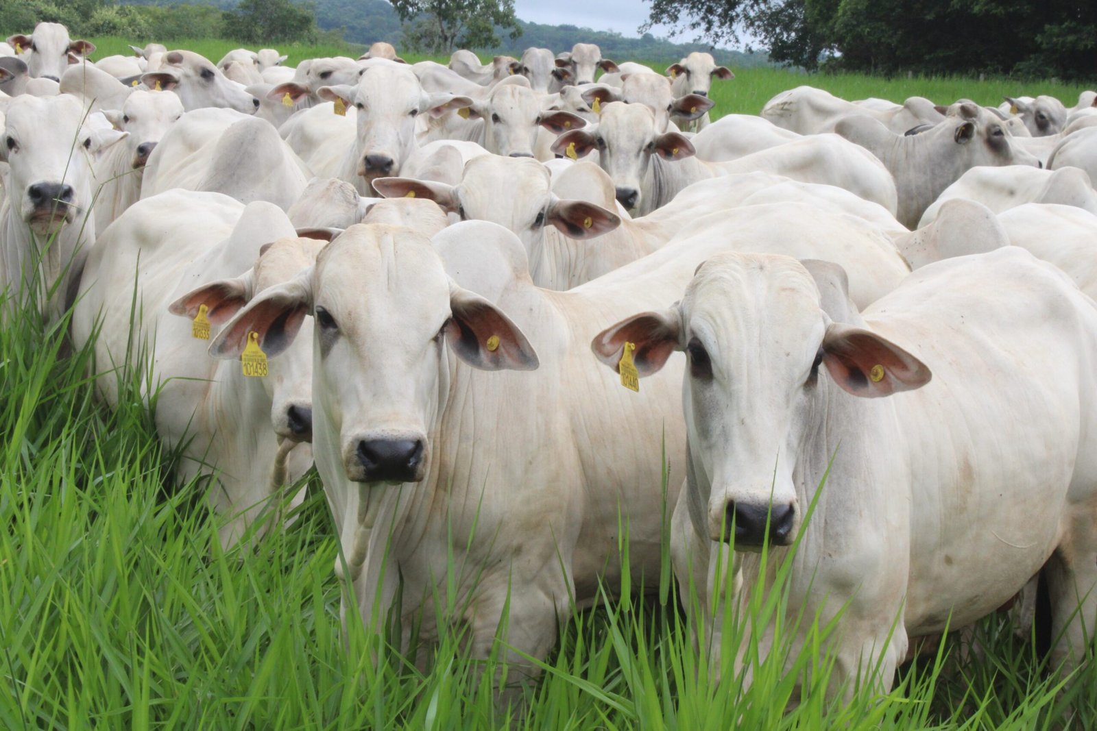 Instituto Biológico realiza produção de kits para diagnóstico de brucelose e tuberculose bovina em laboratório especializado em sanidade animal.