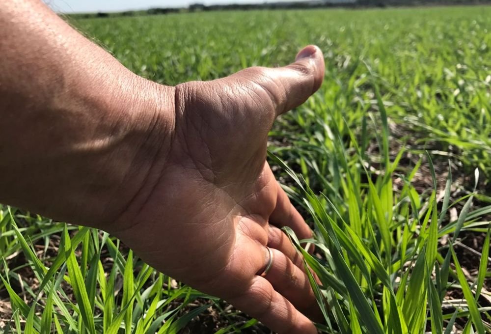 Homem em campo de trigo verde fazendo manejo fisiológico no trigo com tablet e sensor de solo, ao lado de placa sobre ganho de produtividade no El Niño.