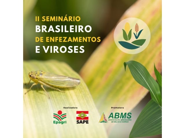 Cigarrinha-do-milho em lavoura afetada por enfezamentos e viroses