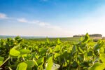 Aplicação de defensivos agrícolas em lavoura brasileira durante manejo fitossanitário para controle de pragas e proteção da produtividade.