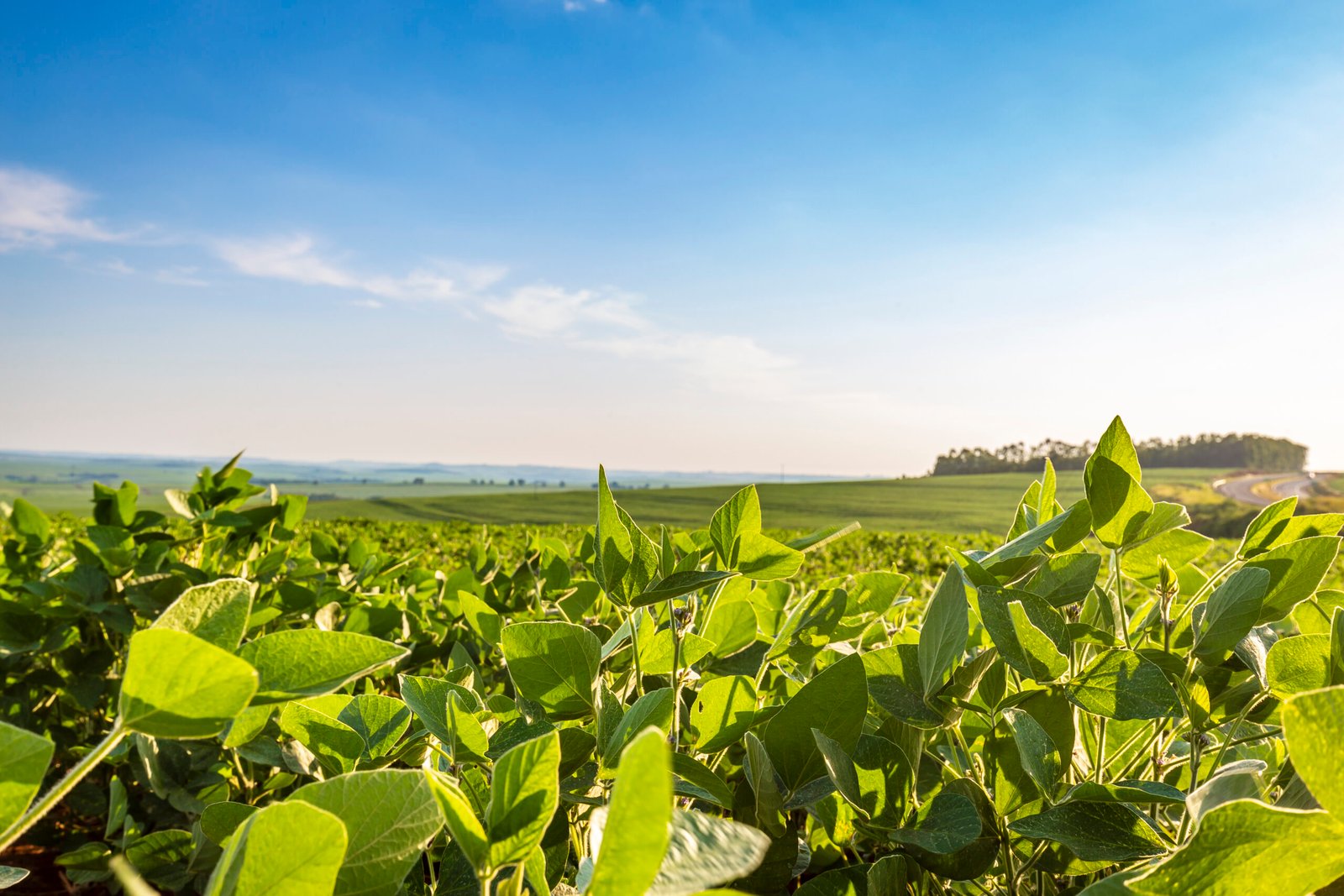 Aplicação de defensivos agrícolas em lavoura brasileira durante manejo fitossanitário para controle de pragas e proteção da produtividade.