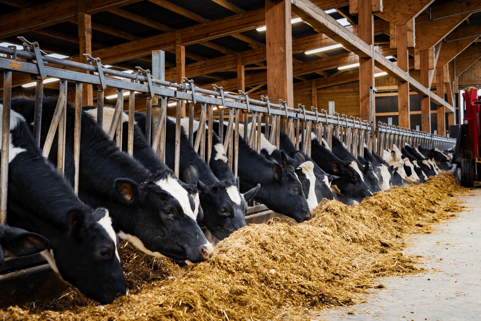 Equipe da Supra Sementes apresenta o programa FORTISILO para aumentar a eficiência da produção de silagem e melhorar a nutrição animal.
