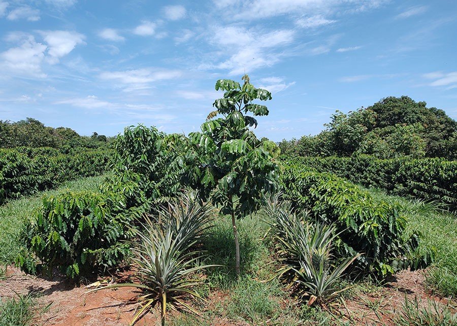 Consórcio de baru e café irrigado no Cerrado