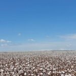 Manejo biológico ganha espaço na cotonicultura