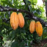 Produção de cacau na Amazônia ocupa 121 mil hectares no Pará e Rondônia