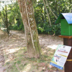 Riviera cria “ciclovias polinizadoras” com 13 colmeias de abelhas nativas