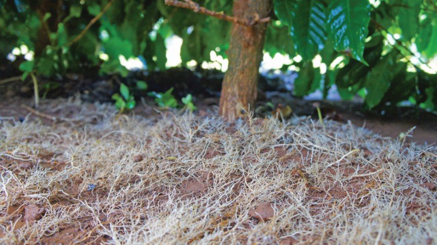 Nutrição e eficiência de fertilizantes organominerais líquidos na cafeicultura: resultados de campo no Cerrado Mineiro