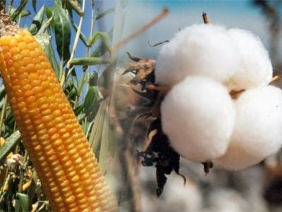 Algodão e milho