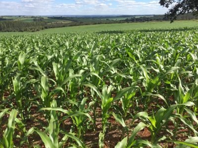 Milho - Créditos: Vitória Agro