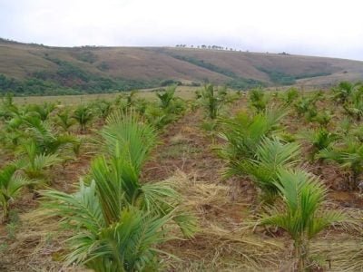Produtos florestais não madeireiros - Crédito Arquivo