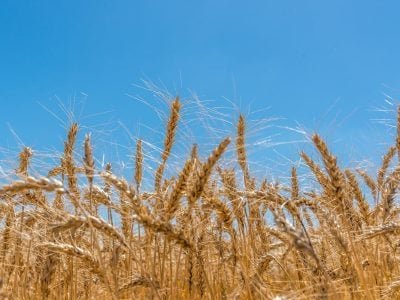 Trigo - Crédito: Divulgação Biotrigo Ron Lima