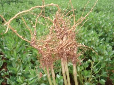 Nodulacao - Crédito Fabio_Martins_Mercante