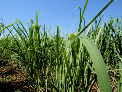 FMC participa do painel sobre pragas e doenças na 2ª Reunião Canaplan