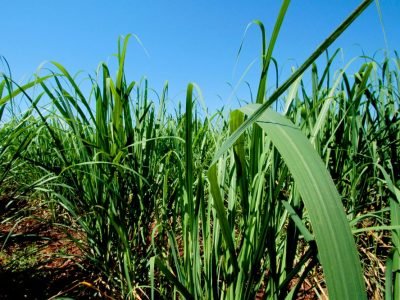 FMC participa do painel sobre pragas e doenças na 2ª Reunião Canaplan