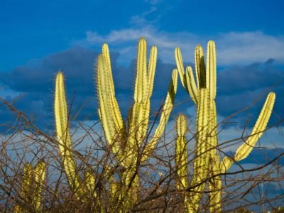 foto Saulo Coelho. Caatinga - bioma do Semiárido brasileiro