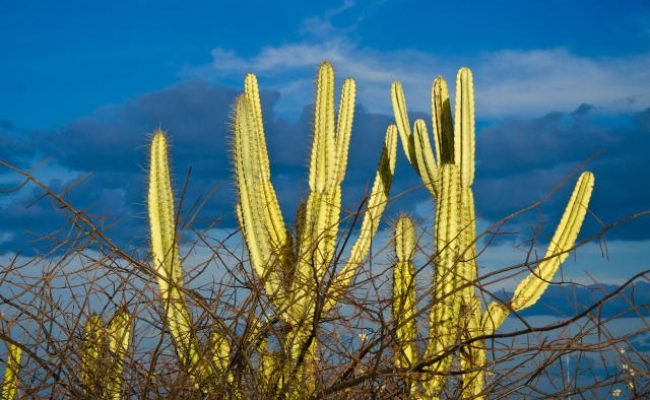foto Saulo Coelho. Caatinga - bioma do Semiárido brasileiro