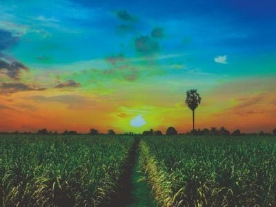 Tecnologia Acadian aumenta a produtividade da cana