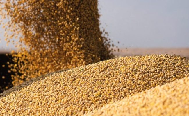 08-2024-faesp-informa-soja (Telefone)