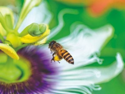 O mundo precisa das Abelhas