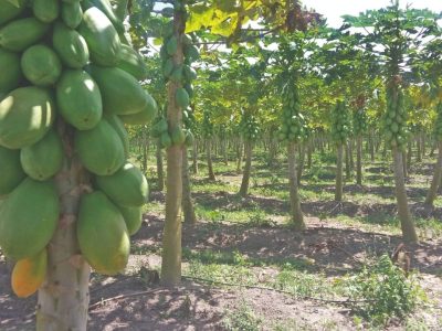 Quais as inovações no cultivo do mamão?