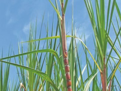 Como utilizar fertilizantes organominerais na cana-de-açúcar?