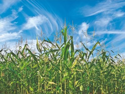 Ácidos húmicos e insumos biológicos na agricultura