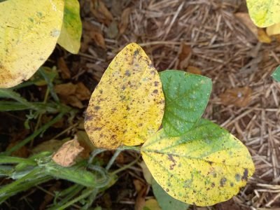 Programa foliar - Foto: Divulgação