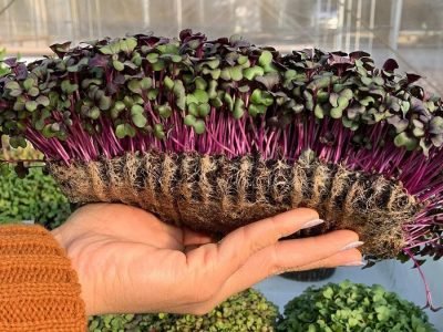 Microverdes de Repolho Roxo