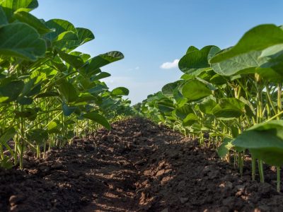 Soja - Foto: Divulgação