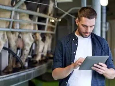young man with tablet pc and cows on dairy farm