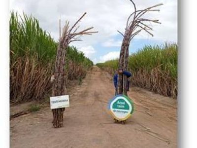 Cana-de-açúcar em estrada rural