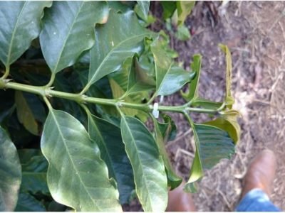 1-1°-resultado-30-dias-após-a-aplicação-crescimento-de-internódios-abril-2014-Fotos-Carlos-Simoni