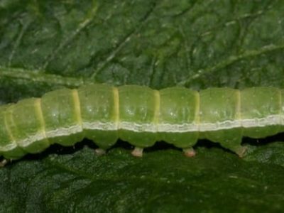 A gemmatalis - Crédito J J Silva