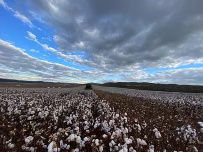 Colheita de algodão - Créditos: Jose Lusimar Amipa
