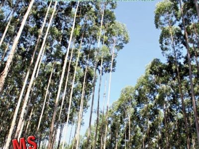 Floresta junho/julho 2012