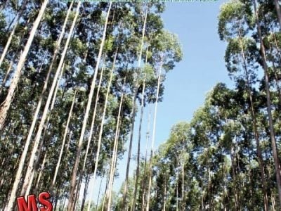 Floresta junho/julho 2012