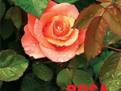 Hortifrúti janeiro 2008