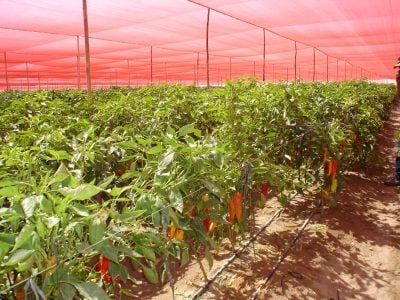 Pimentão sob tela fotoconversoraChormatinet Leno Vermelha® da GinegarPolysack