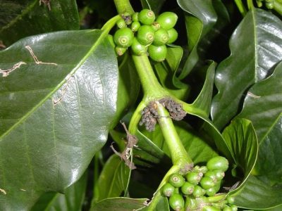 Sintomas da mancha-de-Phoma em brotações novas - Crédito Vicente Luiz de Carvalho