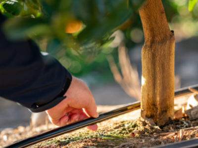 Pomar de laranja com sistema de irrigação por gotejamento e tecnologia de monitoramento no campo durante manejo da citricultura.