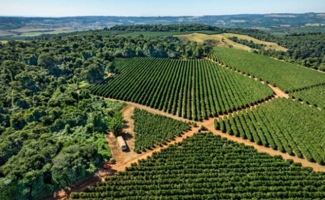 Marcelo Coelho
Exposição Brasis Cafés de origem - região Alta Mogiana