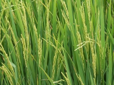 Arroz -  Foto: Fagner Almeida/Divulgação