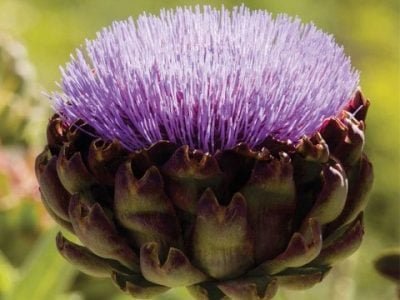 Hortifrúti novembro 2013